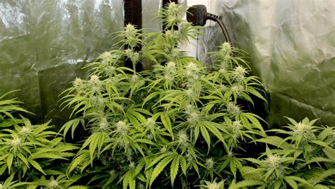 How To Grow Northern Lights Automatic Weed