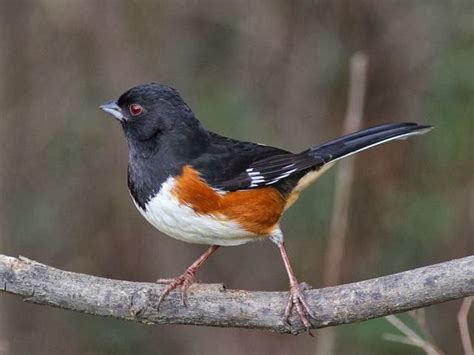 World Beautiful Birds Eastern Towhee Birds Facts And Latest Pictures