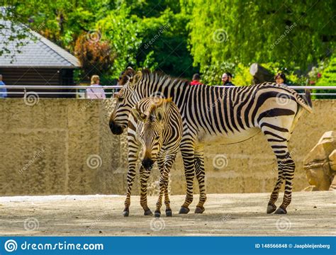 Mother Hartmanns Zebra With Foal In The Animal Zoo Of Antwerp