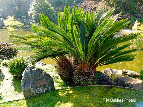 Maybe you would like to learn more about one of these? San Mateo Japanese Garden | Central Park and Japanese ...