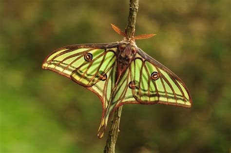 It is the only species in the monotypic genus graellsia. Graellsia isabellae | Moon moth, Beautiful butterflies, Moth