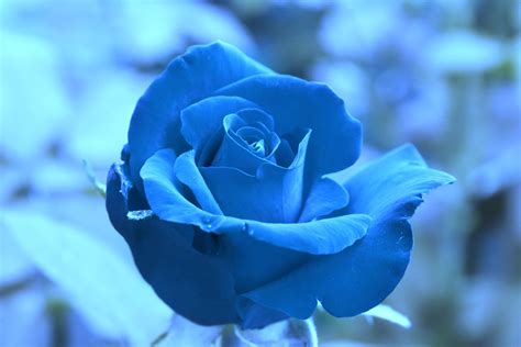 Flower Wallpaper Royal Blue