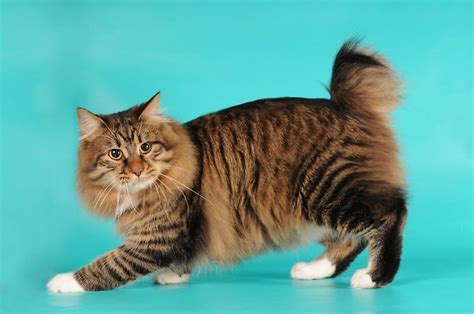 Japanese bobtails didn't arrive in america until 1968, when a cat breeder named elizabeth freret imported later, in 1993, the organization recognized a longhair version of the japanese bobtail. Kot kurylski Bobtail / Rasy / Świat kotów - wiedza ...