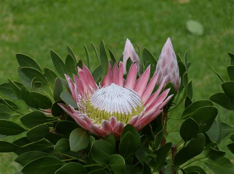 Maybe you would like to learn more about one of these? 50 Gambar Bunga dan Tanamah Hias Terindah di Dunia (GAMBAR ...