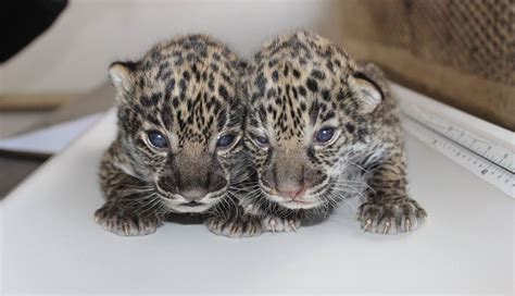 Two Newborn Jaguar Cubs Born At Elmwood Park Zoo