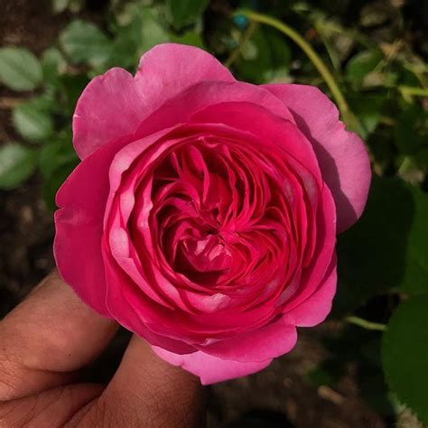 Pretty In Pink Eden Climbing Rose Garden Pretty In Pink Pretty Rose