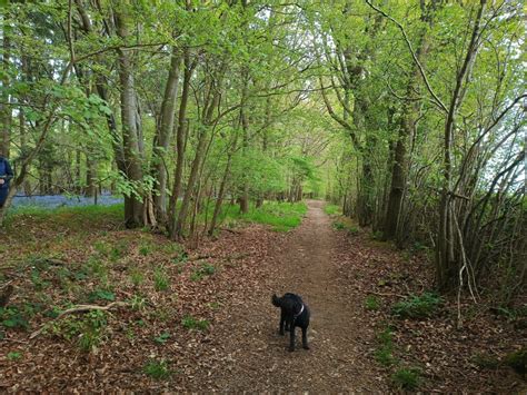 Dog Walk At Winterslow Pitton · Wiltshire · Walkiees
