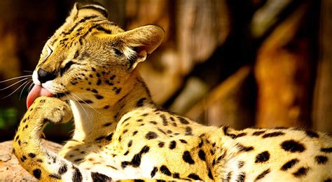 Top 10 Exotic Pets You Can Legally Own Socurrent