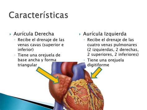 Anatomía Y Fisiología Cardiacas