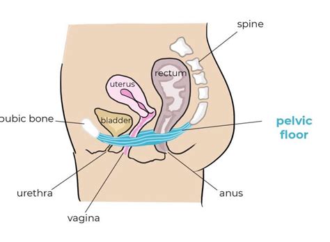 Can A Prolapsed Uterus Cause Lower Back Pain Weddle Pilthand