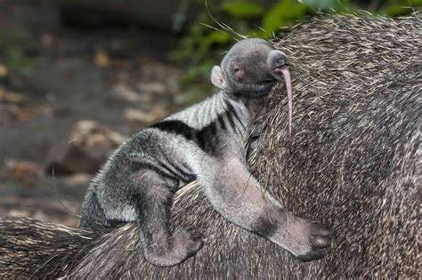 9 Fascinating Anteater Facts