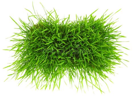 Patch Of Green Grass Stock Photo Image Of Seasonal Patch 37147470