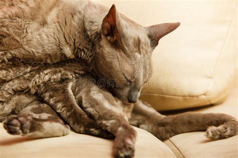 „ich möchte kein haus, das ist zu viel arbeit. Tiere Zu Hause ägyptische Mau Katze Stock-Fotos - Laden ...