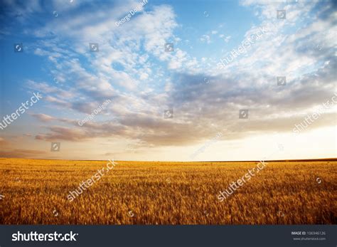 Summer Landscape Wheat Field At Sunset Stock Photo