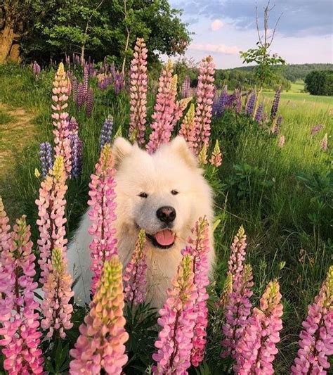 A White Dog Sitting In The Middle Of Purple And Green Flowers With His