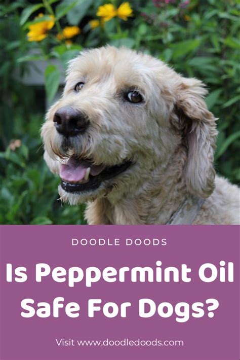 Is Peppermint Oil Safe To Use Around Dogs