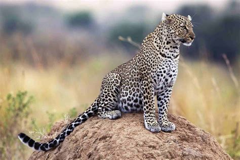 List Of South African Animals
