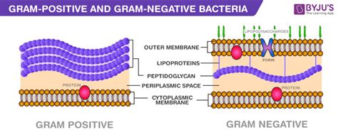 Major Difference Between Gram Positive And Gram Negative
