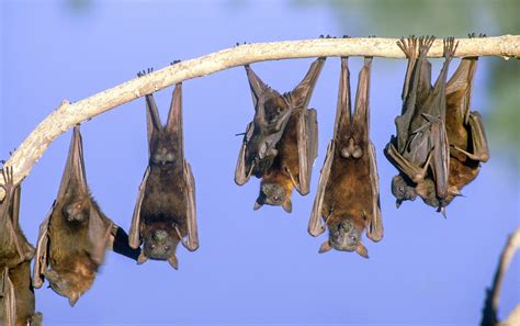 40 Little Red Flying Fox Facts
