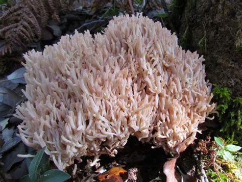 Ramaria Formosa A Coral Fungus