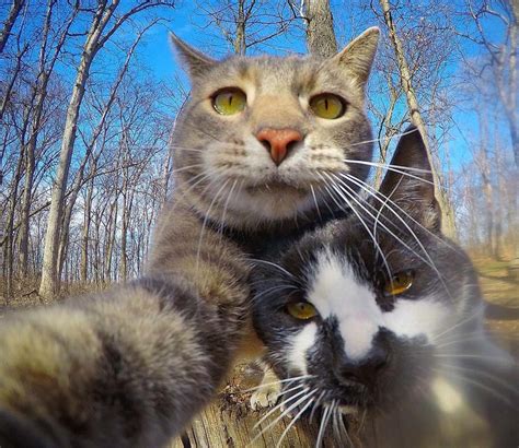 This Cat Is A Selfie King With Animal Friends And Adventures Across The World