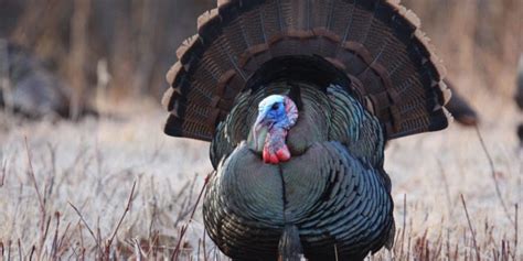 What Are The Different Wild Turkey Subspecies ⋆ Outdoor Enthusiast