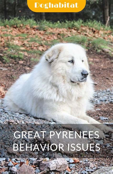 Great Pyrenees Behavior Issues In 2021 Great Pyrenees Dog Care Dogs