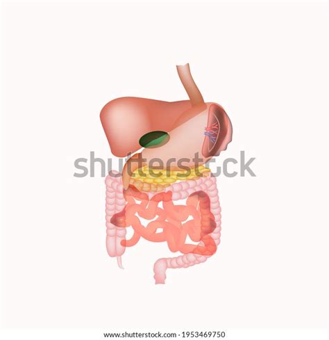 Anatomical Structure Abdominal Organs Spleen Liver Stock Illustration