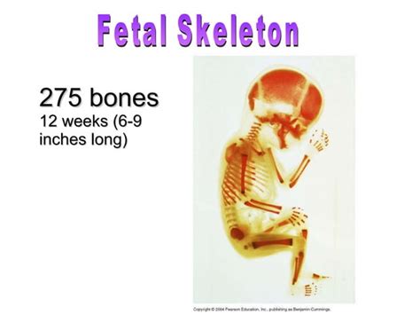 Human Skeletal System Movement And Locomotion Ppt
