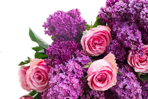Lilac Flowers With Roses Stock Image Image Of Petal 67552117