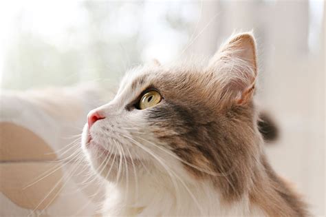 Cara Lengkap Membersihkan Telinga Kucing Blog Sukapets
