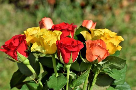 Yellow roses are the ideal choice to brighten a friends day because they convey joy and friendship, making for the perfect birthday flower arrangement. 20 Romantic Flowers to Symbolize Your Love and Affection ...