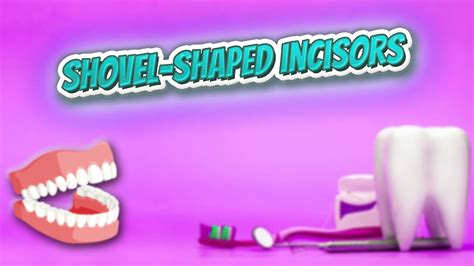 Shovel Shaped Incisors Everything Dentistry 🍎👄🔊 Youtube