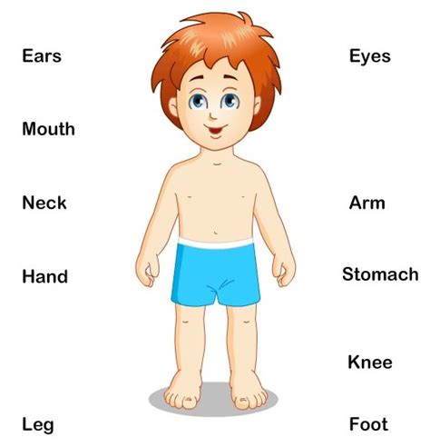 Parts Of The Body Vocabulary Definition And Examples Lessons For English 7fa