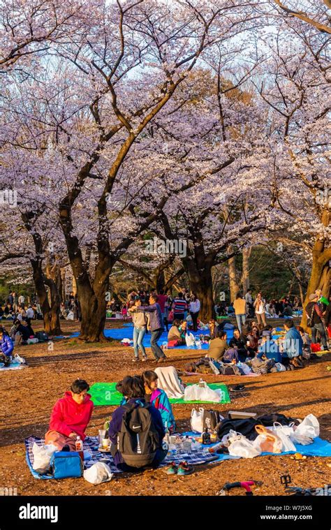 Japanese Picnic Under Cherry Blossoms In Yoyogi Park At Hanami Fest Shibuya District Shibuya
