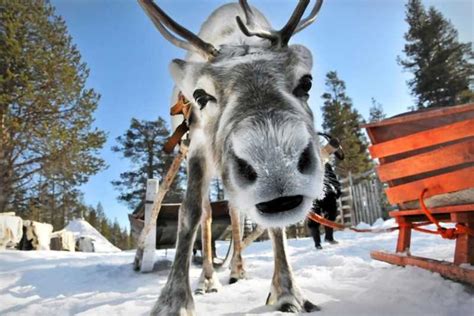 Levi Lapland Reindeer Safari Getyourguide