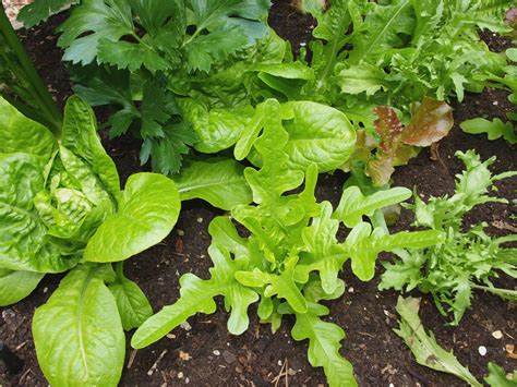 It's essentially a basic green salad topped with thin strips of ham, turkey. Mark's Veg Plot: What's in my garden right now?