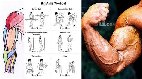 Big Arm Muscles 3 Ways To Increase Your Results By 900 Bodydulding