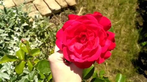 АСМР ПРИРОДА, ЦВЕТЫ, ШЕПОТ/ ASMR NATURE,FLOWERS,WHISPER - YouTube