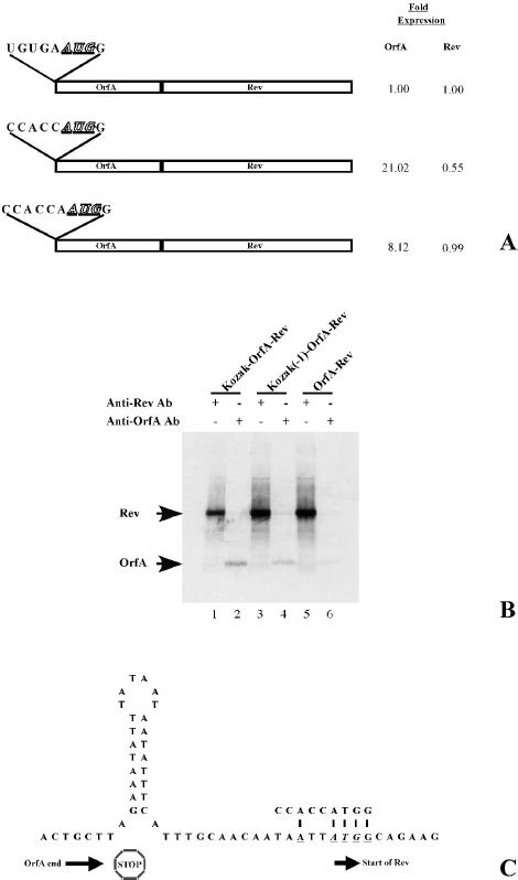 Effect Of Altering The Consensus Kozak Sequence In The Bicistronic