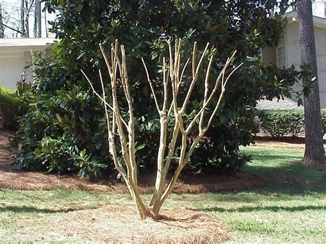 Crapemyrtle Which Is The Right Way To Prune Walter Reeves The