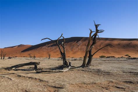 Dead Trees In Dead Vlei Sossusvlei Namib Desert Namibia Stock Photo