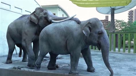 Elephants In Love Romance Times For Elephants Youtube