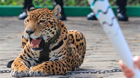 Un Jaguar Abattu Après Le Passage De La Torche Olympique Au Brésil