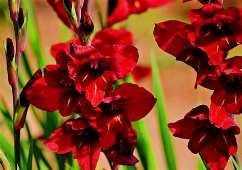 Check out our red flower colored selection for the very best in unique or custom, handmade pieces from our shops. Maroon Color Gladiolus Flower Photograph by Johnson Moya