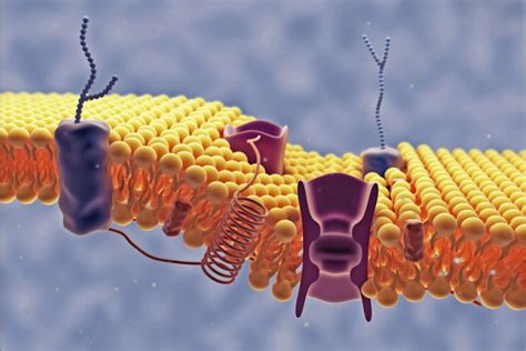 The cell membrane (or plasma membrane) is the thin outer layer of the cell that differentiates the cell from its environment. Artificial binding protein could be developed into novel ...