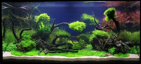 My favorite kit would be straight and curved pincets, sand scraper, straight and curved the estimative index method of fertilizing the planted tank is a method of giving nutrients to your plants. Adrie Baumann und das Aquascaping - Wasserpflanzen ...
