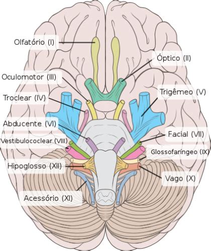 Tronco encefálico ou tronco cerebral Mesencéfalo Ponte e Bulbo Verbo Med Blog