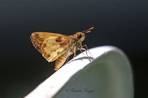 Zabulon Skipper Butterfly Pamela Kopen Flickr