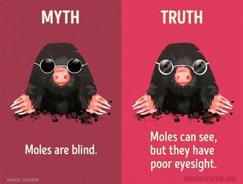 Mole Facts Things You Need To Know About Pesky Moles Myth And Truth